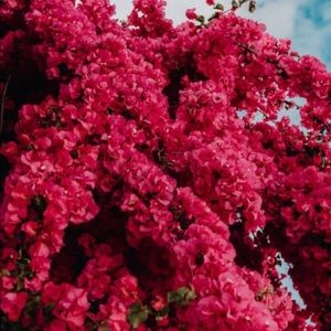 Meet your Posher, Gigi